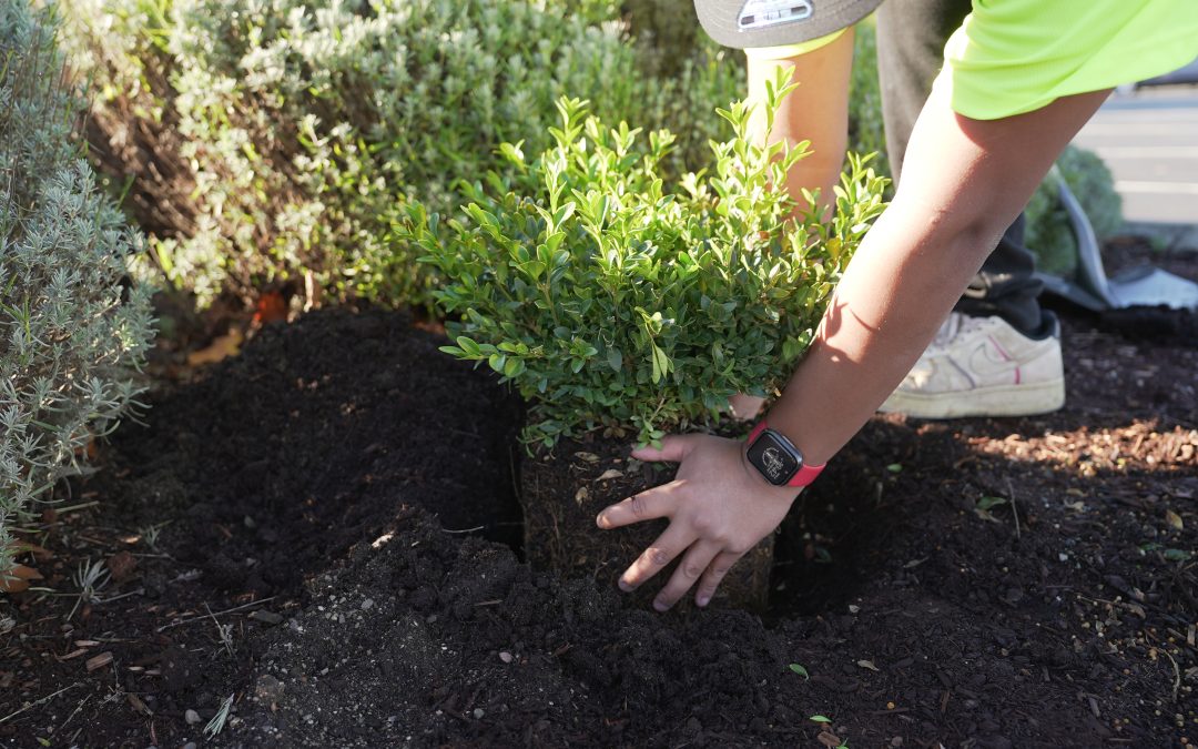 What Property Managers Should Expect from a Commercial Landscaping Service